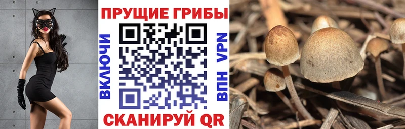 Галлюциногенные грибы Psilocybine cubensis сколько стоит Меленки